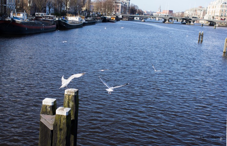 L'envol du goéland sur la rivière Amstel