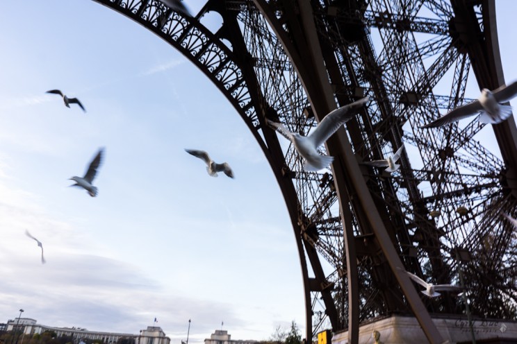 Mouettes volant sous la Tour Eiffel