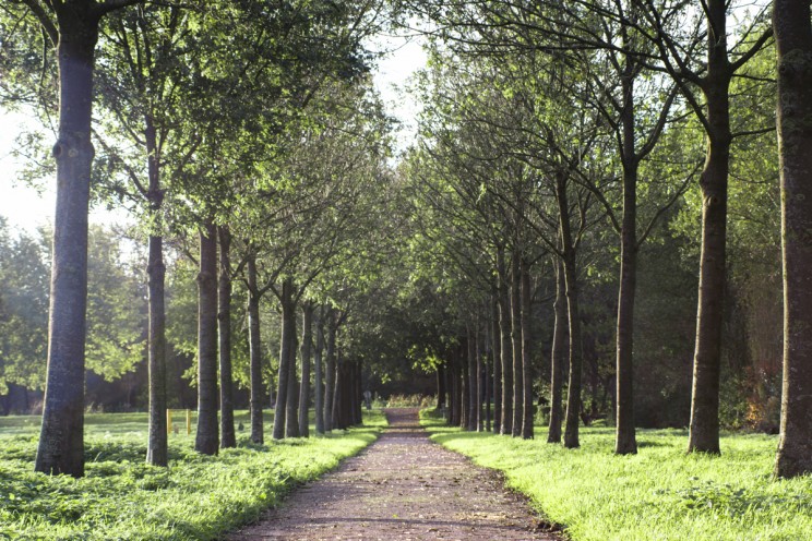 Bikeway bordered with trees next to Amstel River, North Holland
