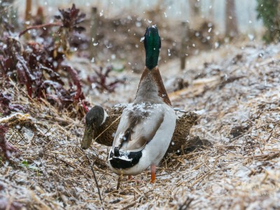 les canards arpentent les allées sous la neige 2