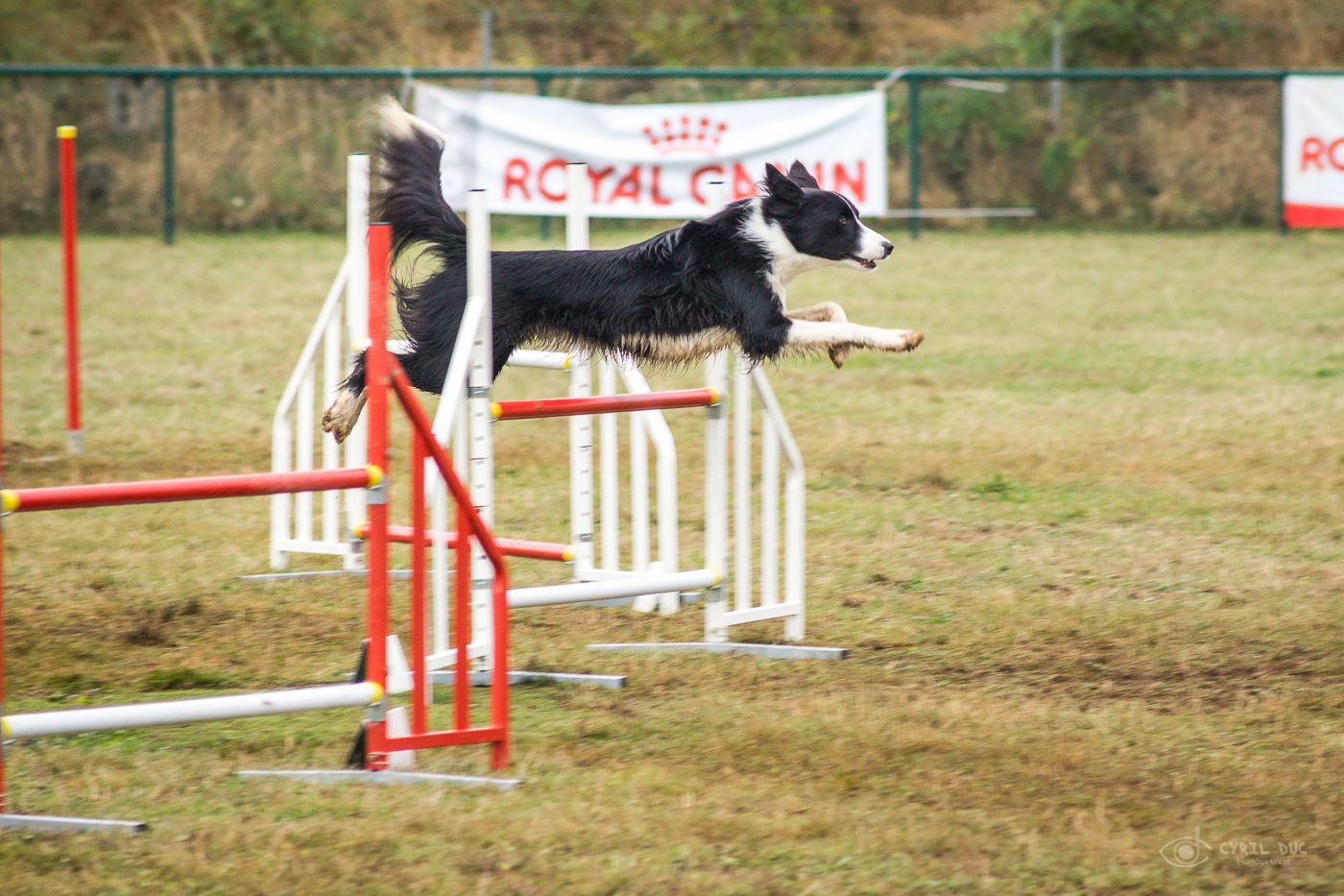 Concours d’agility chiens