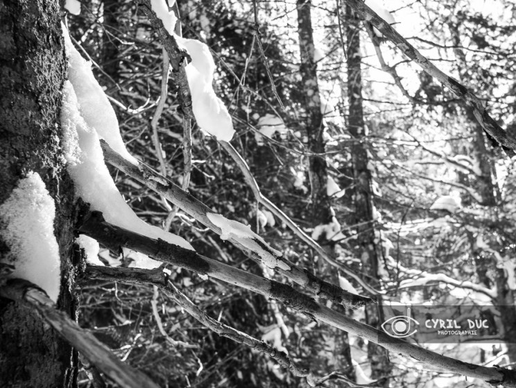 Neige sur les branches